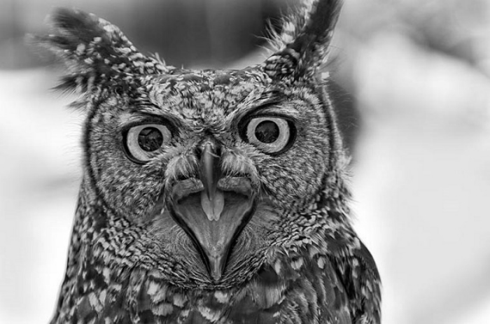2016 Sony World Photography Awards – Entries