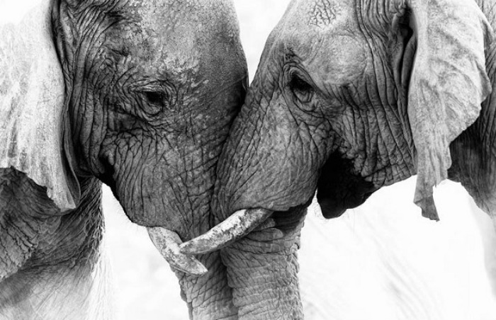 2016 Sony World Photography Awards – Entries